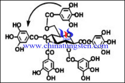 Structure moléculaire des tannins